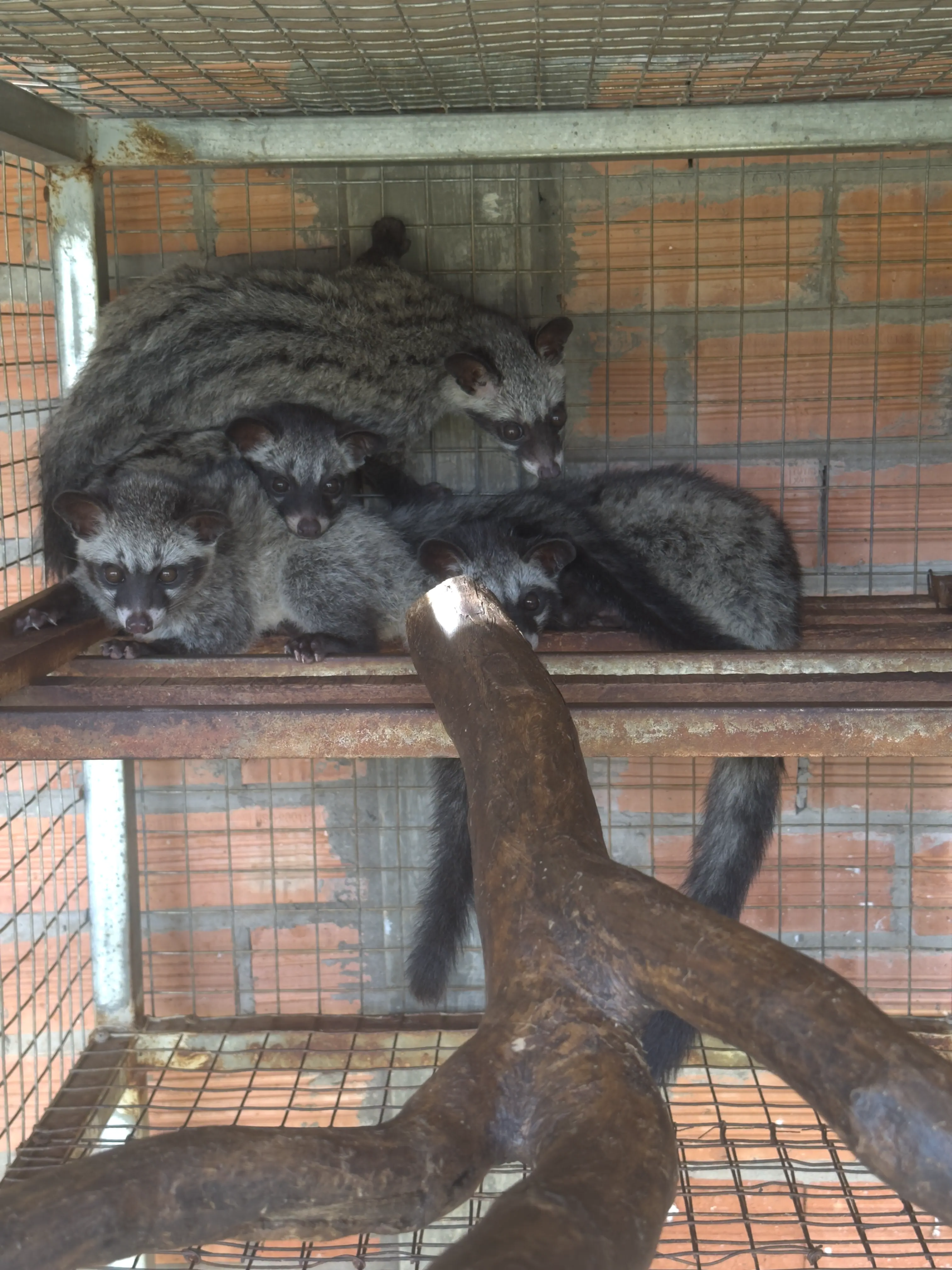 Mô hình nuôi chồn hương an toàn