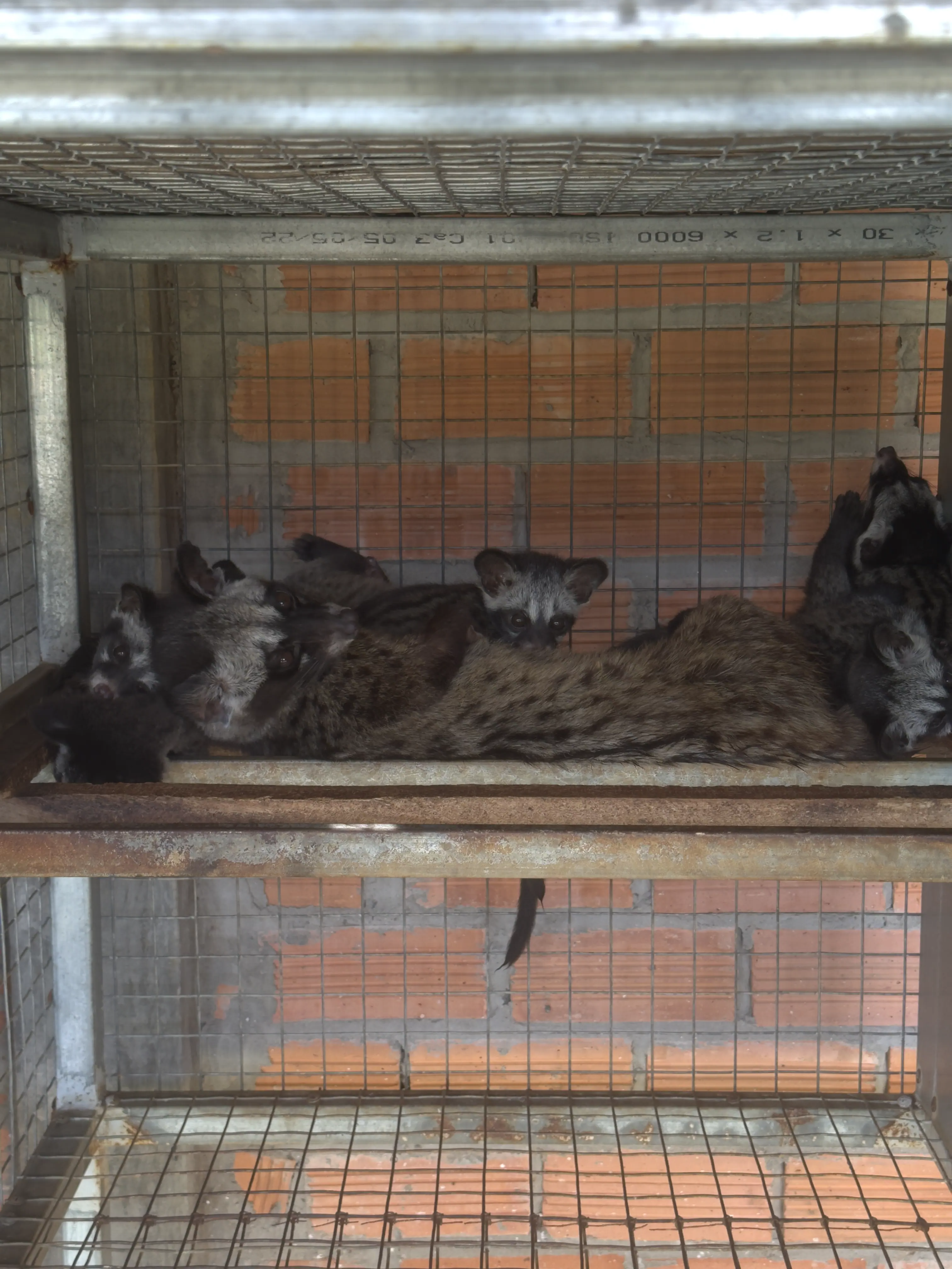 Nuôi chồn trong chuồng Tịnh Biên