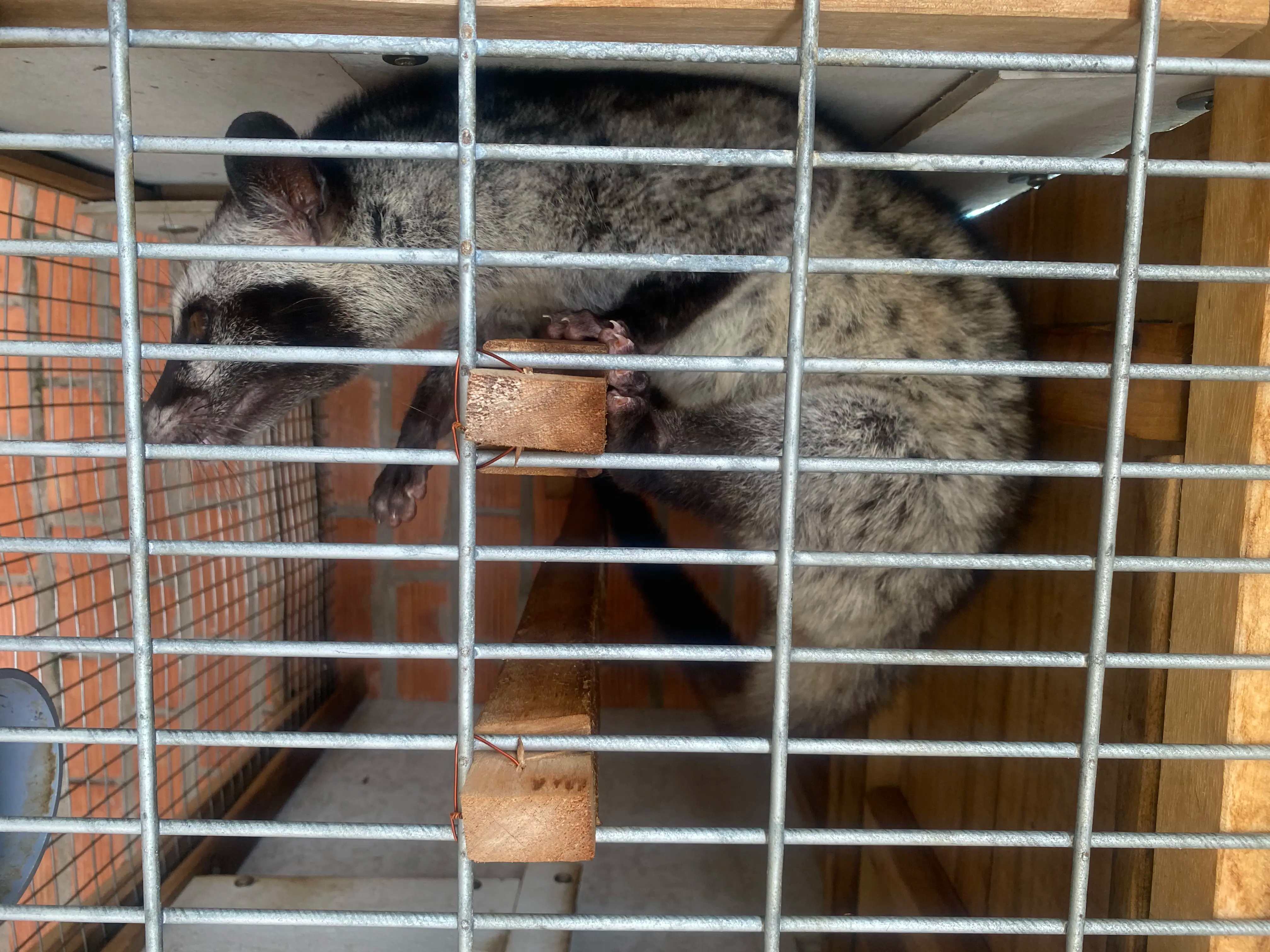 Đàn chồn hương phát triển khỏe mạnh tại trang trại Thiên Thanh